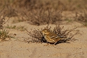 Meadow pipit  in saltmarsh - B